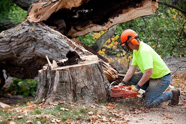 Best Tree Fertilization Services  in South Venice, FL